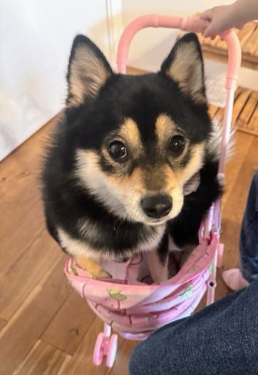 gY2TiUbn6e8e6KL's tweet photo. 🐶🆘【#青森県迷子犬】🎈
🔷2026.7.11⏰20時台
🔴青森県三戸郡南部町福田源次郎平
▶︎福地小学校付近で迷子になった
〝ぷく君♂〟を探しています🐾
🍀ぷく君発見に皆様のお力をお貸しください🙇‍♂️
#迷子犬 #三戸郡 #南部町
#福田源次郎平 #福地小学校
#黒豆柴迷子
https://t.co/0Mp8AXAN9N https://t.co/uvlKai9ZZG
