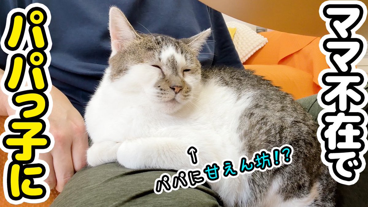 動画を投稿しました🤗 ママが4日間いなかった時、、いつもパパに塩対応