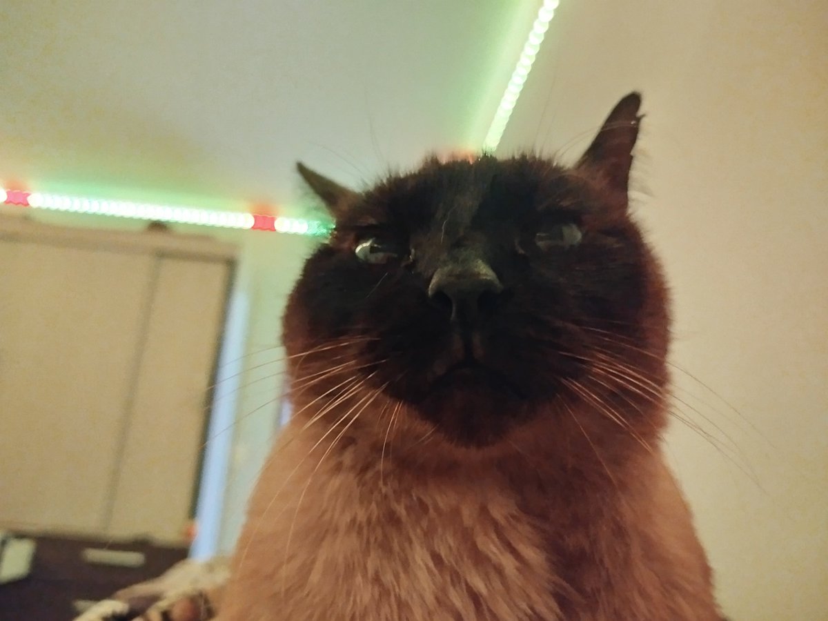 zuililiam's tweet photo. Minha gata me dando a dopamina felina diária https://t.co/acLLMNowa8