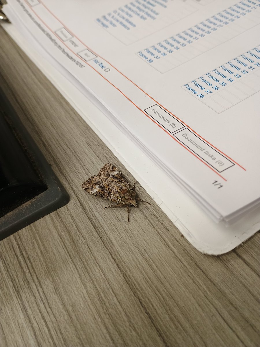 KrazTheDeer's tweet photo. Pretty moth at work today, I rescued it from the lab. 😊 https://t.co/RxzQx2CIfP