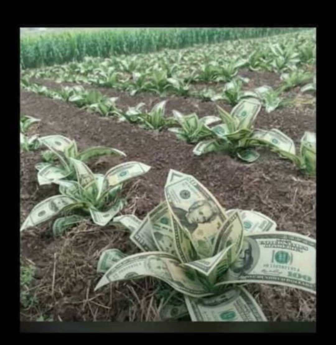 Ben__Abdullahi's tweet photo. Saura kiris na girbi abinda na shuka🥹🤣😂 https://t.co/DCJmX97QvU
