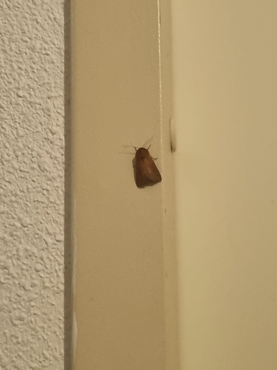 watermis_'s tweet photo. trying to cool down my house with no bug screen so its moth city rn https://t.co/6LzQR3dmpW
