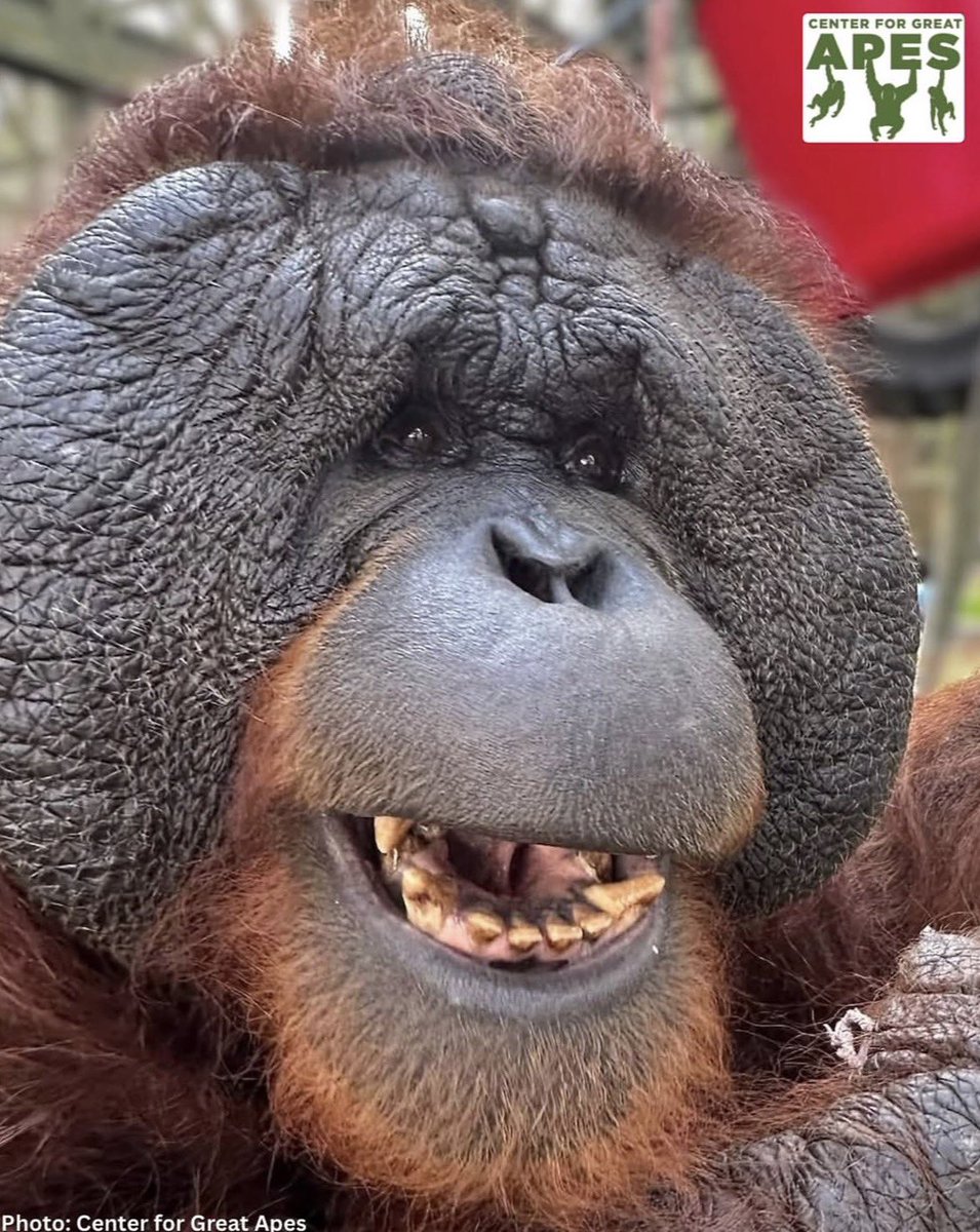 flangedmale's tweet photo. Apes always make me feel better no matter what https://t.co/EcaYEX7HXl