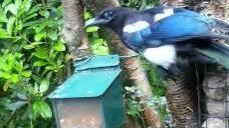 tourscotland's tweet photo. Today's Tour #Scotland short 4K #Summer Saturday #wildlife #nature camera travel video Blog clip of the sight and sounds of beautiful #Magpie #Birds spotted eating on morning visit and trip to my #Scottish #cottage #garden in #Perthshire https://t.co/SiVA1nokfQ https://t.co/tX9RPZAr5G