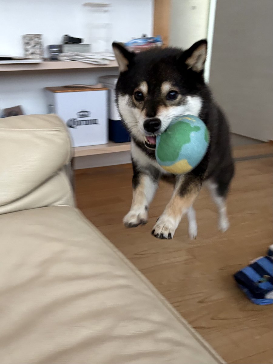 15_run0810's tweet photo. 朝からギュンギュン。

#黒柴　#柴犬 https://t.co/ScI1f15x0c