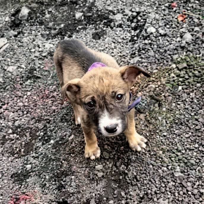 lyssitta's tweet photo. #ServicioSocial
ADOPTA 🐾🐕

¡ADOPCIÓN URGENTE PARA ESTA CACHORRITA! 🐾💔

Esta pequeñita es una cachorrita criollita de apenas 1½ a 2 meses. La encontraron abandonada en una cajita, con todo y su pañoleta, a la orilla de la carretera… alguien decidió dejarla atrás, pero ella merece una historia completamente diferente. 🥺

Es muy importante encontrarle una familia responsable donde realmente sea parte, la amen y la cuiden para toda su vida.

Está en la etapa perfecta para adaptarse, crecer y crear un vínculo hermoso con quienes le den una oportunidad. Es cariñosa, juguetona y muy linda. 💗

Se estima que será de tamaño mediano a mediano-grande cuando crezca.

📍 Santa Ana, El Salvador
📞 7534-4251
📞 7941-5249

💖 Adoptar es salvar una vida.
🙏 Si no podés adoptarla, por favor compartí. Su familia puede estar entre tus contactos.