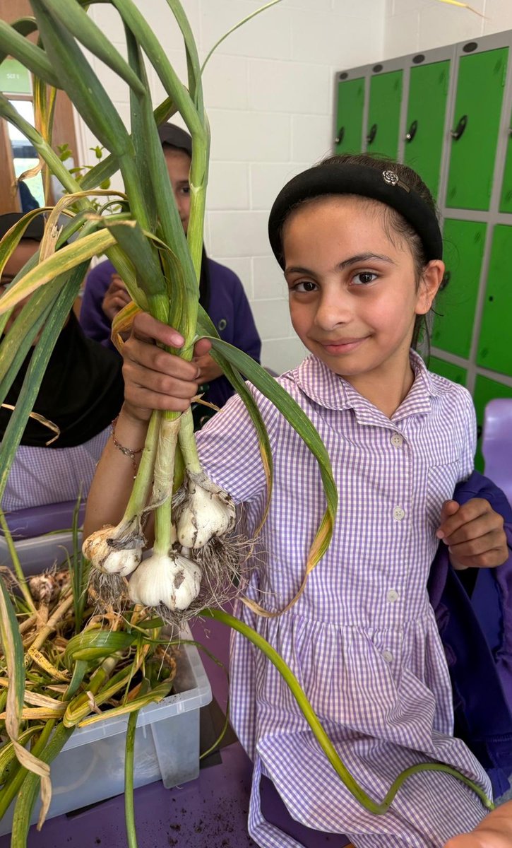 olive_bburn's tweet photo. The Year 4 Eco Warriors have successfully cultivated a high-yield vegetable crop and they are absolutely thrilled!!
#VegetablePatch
#SchoolGarden
#Planting
#WeAreStar https://t.co/EIPN8ekNIC
