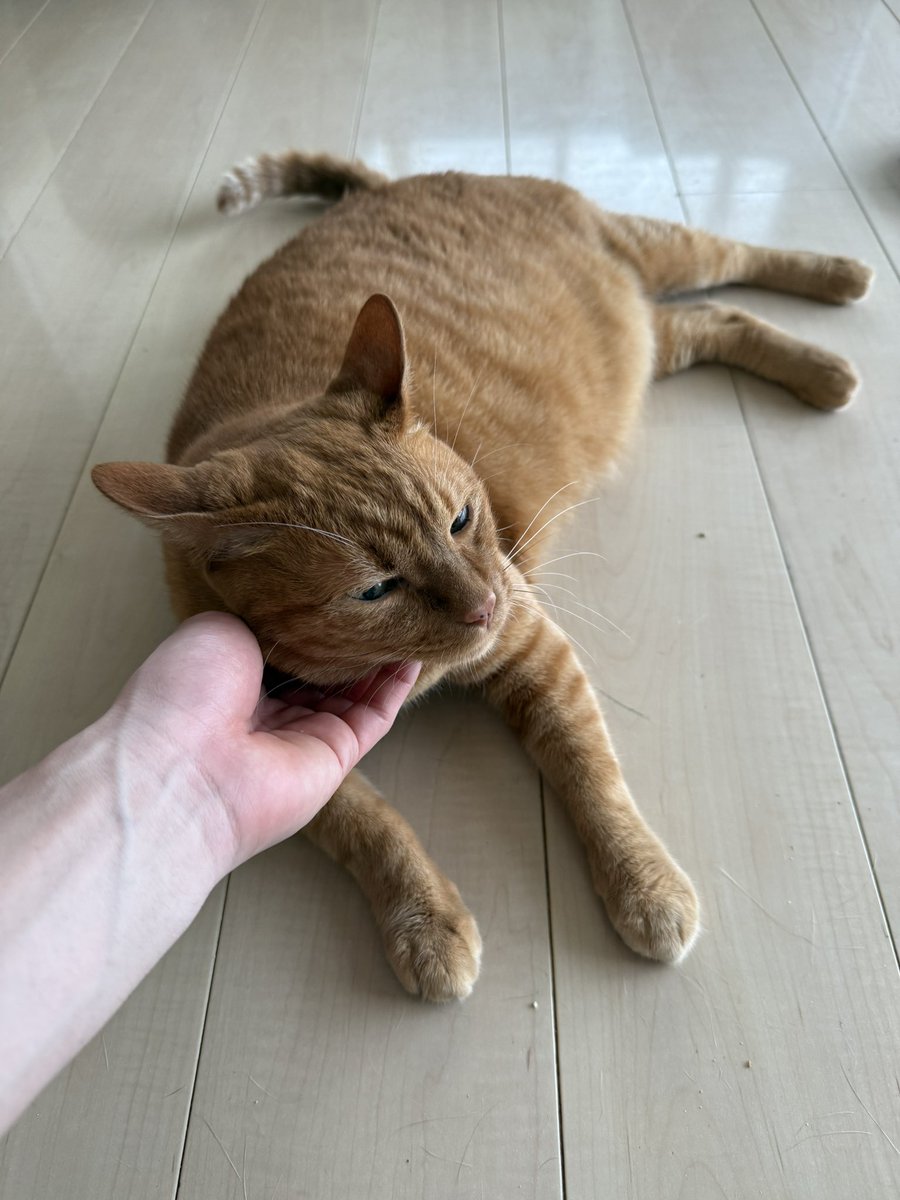 ネコドラ tweet media