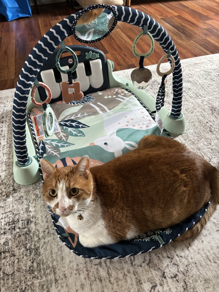LouisaReid27382's tweet photo. On this #Caturday I think we should honor #CatsThatWork.
Clap for Queso, my son’s buxom feline who has bravely assumed a non-compensated position as Chief Baby Item Connoisseur.
Thorough and dedicated hours have been spent product testing.
The rocker is now his.
#5amwritersclub https://t.co/bX6l614D3t