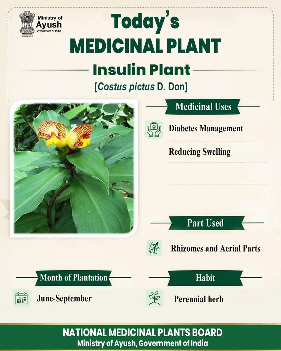 nmpb1's tweet photo. Discovering nature’s health secrets! Today NMPB @moayush features Insulin Plant (Costus pictus D. Don), a perennial herb.
​Uses:
✅ Diabetes Management
✅ Reducing Swelling
​🌱 Plantation Month: June-Sept
🍂 Part Used: Rhizomes &amp; Aerial Parts
​Dr.@mahesh_dadhich @drqayumiitk https://t.co/w1vGzqDzK4