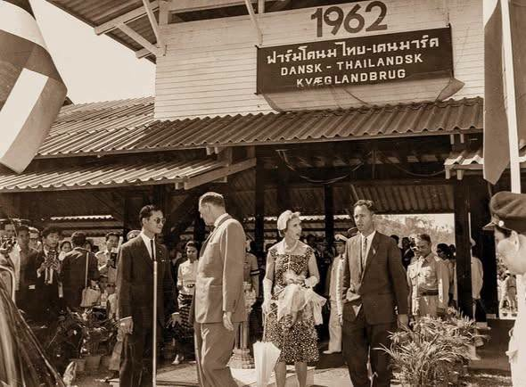 vnomenon's tweet photo. พระบาทสมเด็จพระเจ้าอยู่หัวภูมิพลอดุลยเดชฯ ทรงตระหนักถึงความสำคัญในการบริโภคเพื่อมีพลานามัยที่ดี ทรงเป็นห่วงคนไทยและเยาวชนไทย เมื่อทรงเห็นวาเยาวชนไทยนั้นยังเข้าถึงผลิตภัณฑ์ที่จะช่วยบำรุงร่างกายอยู่มากในเวลานั้น

จึงได้ทรงริเริ่มโครงการนมไทยเดนมาร์กที่ทรงเสด็จไปทอดพระเนตร 
"ดูงาน" ด้วยพระองค์เอง และ ใน "ปีถัดมา" ก็เริ่มมีการจัดตั้งโครงการในไทย

ในหลวงรัชกาลที่เก้ามีพระราชดำริปี 2503 ปี 2505 มีฟาร์มในไทยแล้ว
คนที่เอา นม มาผลิตให้เด็กไทยดื่มคนแรกก็คือในหลวงรัชกาลที่เก้า (ก่อนหน้านั้นคือนำเข้า) และคนไทยดื่มนมน้อยมาก ท่านเห็นว่าจังหวัดห่างไกลมีปัญหาเรื่องสารอาหารด้วย จึงทรงผลักดันให้เด็กไทยได้ดื่มนม 

ท่านเสด็จเดนมาร์กปี 2503 ปีต่อมารัฐบาลเขาก็ส่งคนมาเลย

ทรงเห็นว่าเด็กไทยควรได้ดื่มนมอย่างเด็กฝรั่ง เมื่อเสด็จทอดพระเนตรโครงการวัวนมที่เดนมาร์กปี 2503 จึงได้ทรงส่งเสริมการเลี้ยงโคนมในไทยเพื่อสร้างอาชีพ สร้างรายได้ให้เกษตรกรไทย และยังได้นมวัวให้เด็กไทยได้ดื่ม โดยได้รับความร่วมมือจากรัฐบาลเดนมาร์กและสมเด็จพระเจ้าเฟรเดอริกที่ 9 ร่วมถวายวัวนมและจัดสรรโครงการเลี้ยงวัวนมไทยเดนมาร์กขึ้นในปี 2504 จนสามารถเปิดกิจการฟาร์มนมได้ในปี 2505

(โปรดสังเกต ความเร็ว ในการดำเนินงานกิจการนับตั้งแต่เริ่มมีพระราชดำริ)

มีอะไรอีก มากมายเหลือเกินที่ทั้งพระเจ้าอยู่หัว และสมเด็จพระนางเจ้าสิริกิติ์ทรงทำเพื่อให้คนไทย ได้มีอะไรต่าง ๆ บริโภค ทั้งข้าว ปลา กุ้ง ผลไม้ หรือแม้แต่คาร์เวียร์

ที่ไม่ต้องไปซื้อหาของต่างชาต แพง ๆ มาบริโภค

อะไรที่ฝร่งมี ท่านทรงทำให้เราได้มีเช่นกัน ทั้งสตรอว์เบอร์รี่ ผัเมืองหนาว ชากาแฟ มันฝรั่ง มากมาย ผักกาดที่ ผักสลัดทีกินๆ กันสมัยนี้ เดิมก็มาจาโครงารท่านทั้งนั้น ใครเที่เอาไปต่อยอดทำ ก็ได้มีผลผลิต มีรายได้ 

ท่านไม่เคยมาบอกเลยต้องซื้อของในโครงการท่าน ไม่เคยเลย

กลับกัน ท่านทรงพอพระราชหฤทัยที่ได้ทรงเห็นว่าสิ่งที่ท่านทรงริเริ่ม ได้เกิดมีมากขึ้น เพิ่มขึ้น ก็เพื่อประโยชน์ของคนไทยเราทั้งสิ้น