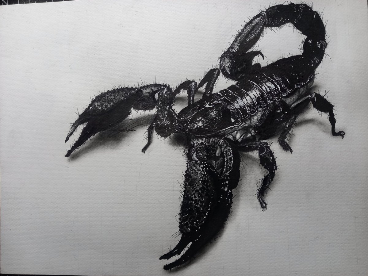 zyozyonicorn's tweet photo. [TRIGGER WARNING: scorpion/arachnids] ‼️

The largest scorpion in the world, the Indian giant forest scorpion (Gigantometrus swammerdami). Actual size, right photo is the comparison to a shading stump.

🦂🌿
#WildlifeArt #ArtPH #Scorpion https://t.co/Wy236fw0Nb