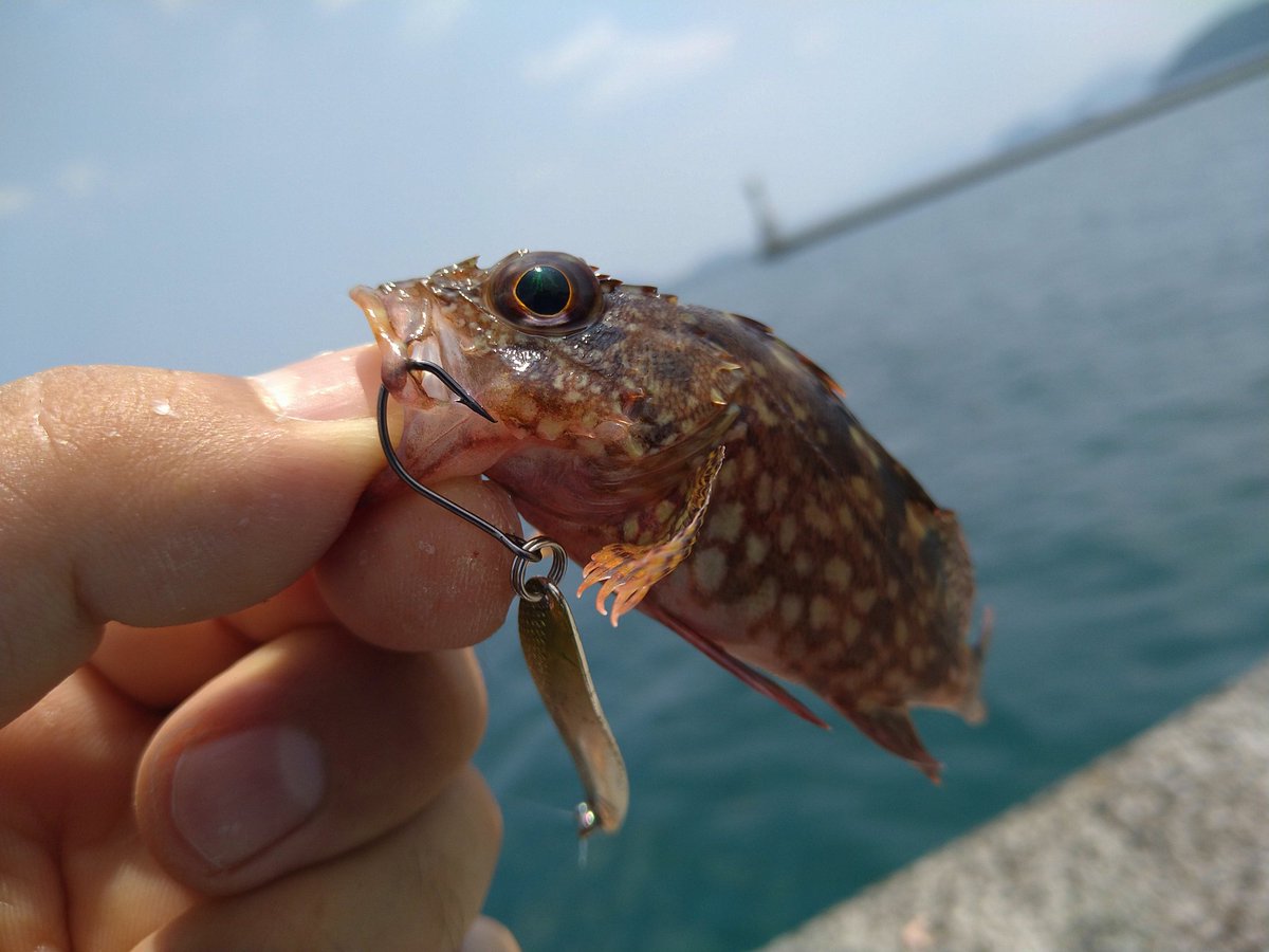 Hituzimoe's tweet photo. 妻と釣りに行ってきました。
僕は謎のスプーンでカサゴが２匹、妻はサビキでアジとサバがたくさん釣れました(⁠^⁠^⁠)♪♪
喜びのコカ・コーラ♪♪

#釣り https://t.co/gJCpT8SS8Q