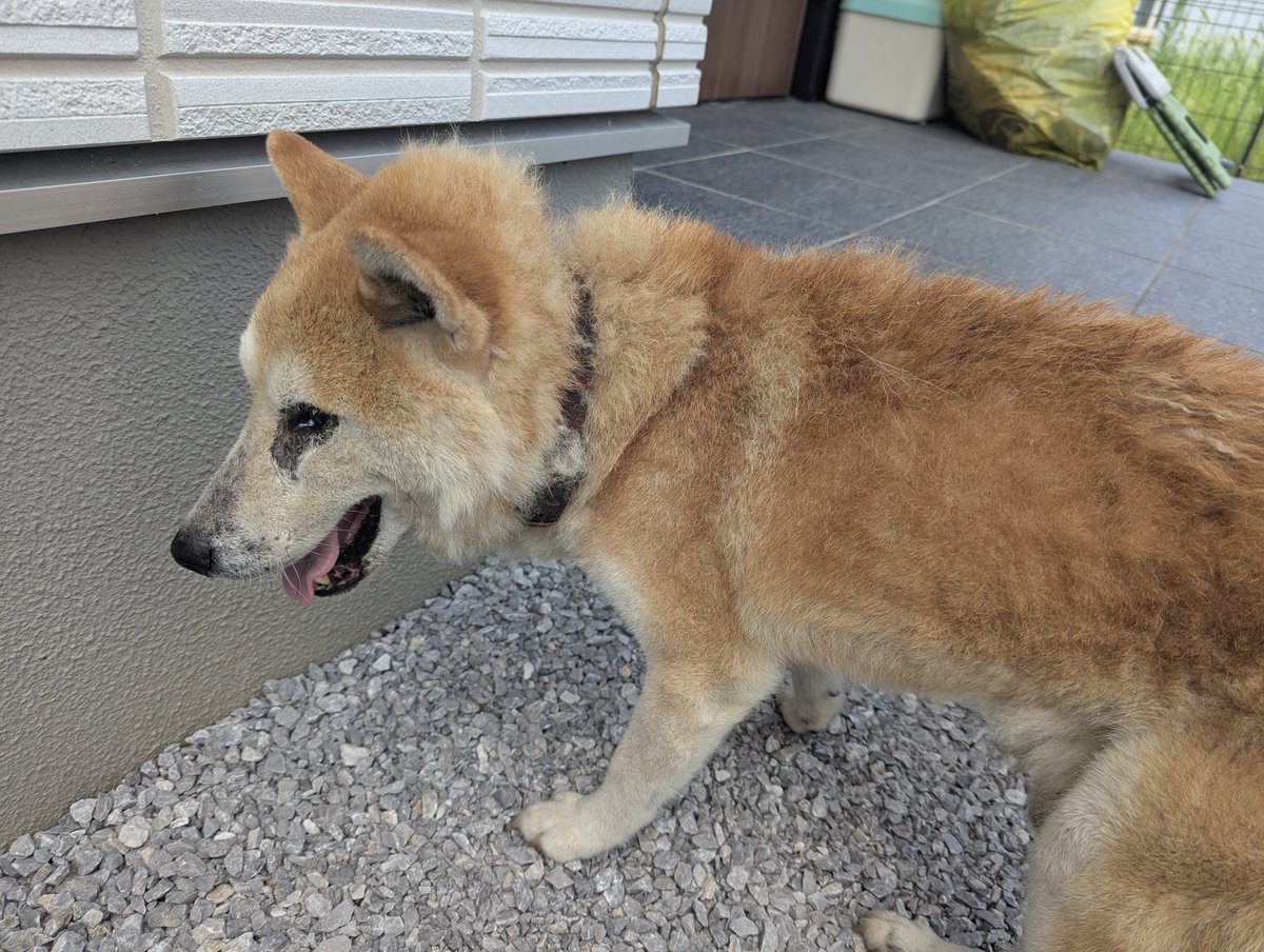 yasumin37's tweet photo. 迷子の犬を見つけました
場所:群馬県太田市
もしかしたら大雨で逃げてきてしまったのかもしれません
警察には連絡済何か心当たりある方いらっしゃいましたらご連絡ください https://t.co/cp21ryPKKv