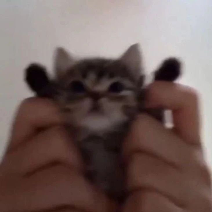 PunchingCat's tweet photo. https://t.co/PnNUXOgl2r