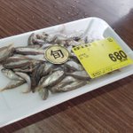 Photo by 福井県立大学 魚類病理免疫学研究室 Fish Pathology & Immunology lab (@MarBiotechFPU)