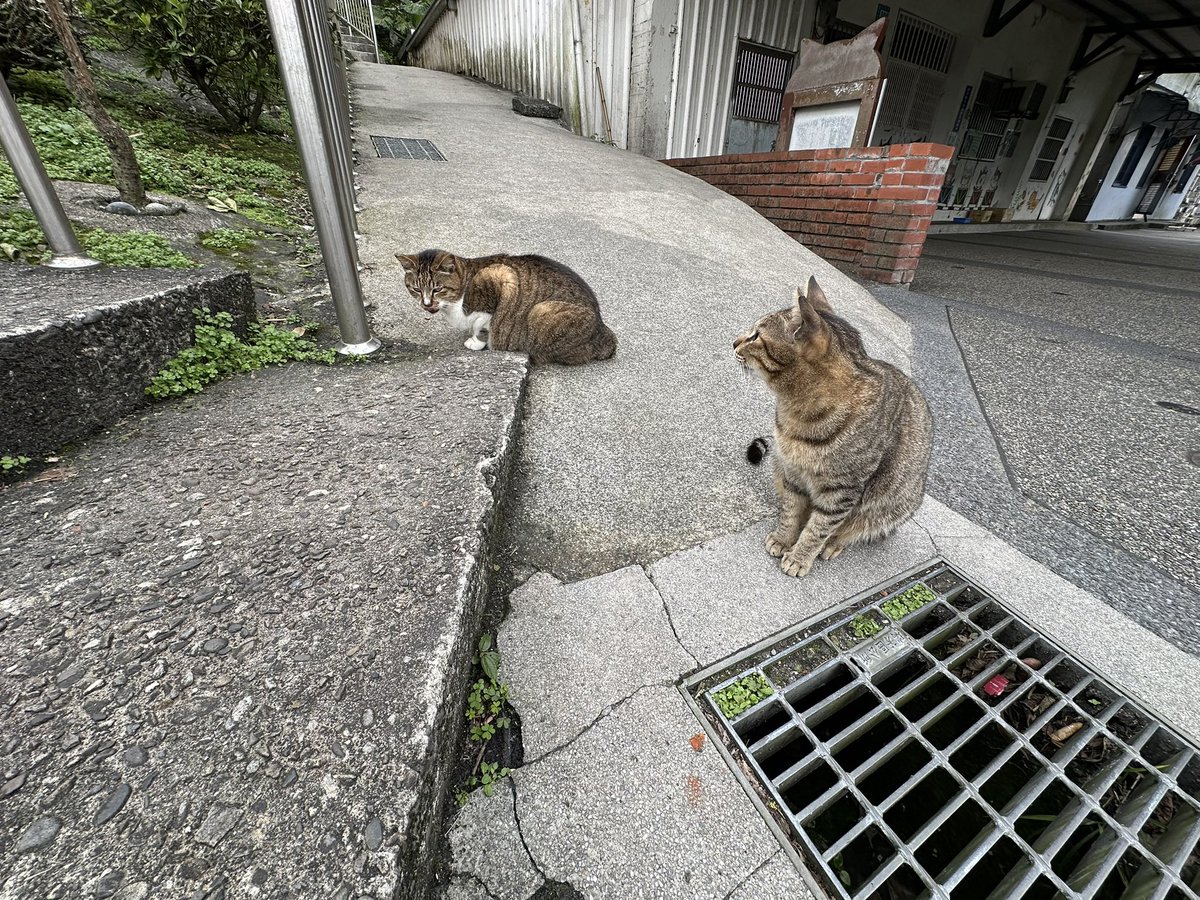 Dominio82048167's tweet photo. 台湾の猫に会いに行き、食堂でお昼 https://t.co/pmJFucNWOQ