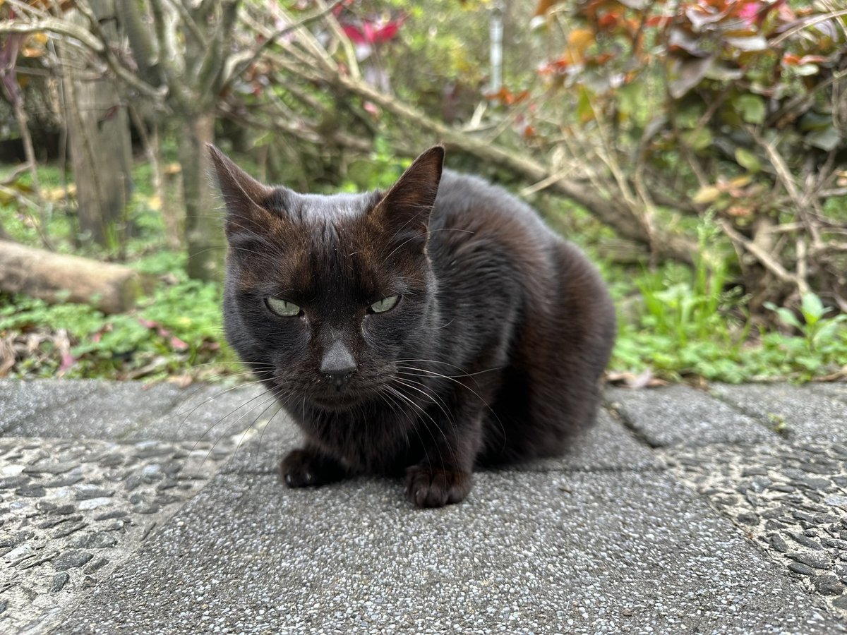 Dominio82048167's tweet photo. 台湾の猫に会いに行き、食堂でお昼 https://t.co/pmJFucNWOQ