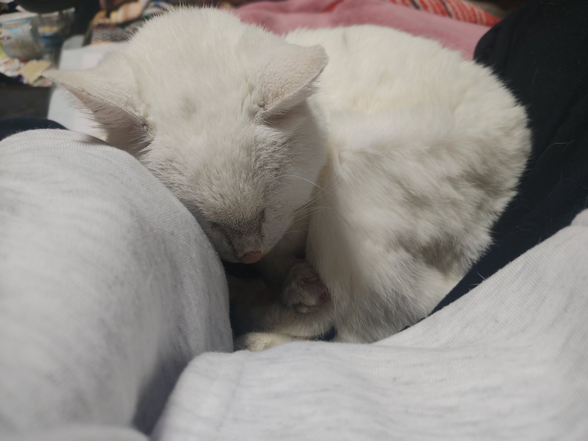 kidouhan_alt's tweet photo. 今年も無事に愛猫が誕生日を迎えられました！
23歳になります、23年間も一緒に過ごしてきたんだなぁとしみじみ。
まだまだ食欲もりもりで元気！
#猫
#誕生日 https://t.co/qVXKCy2l1y