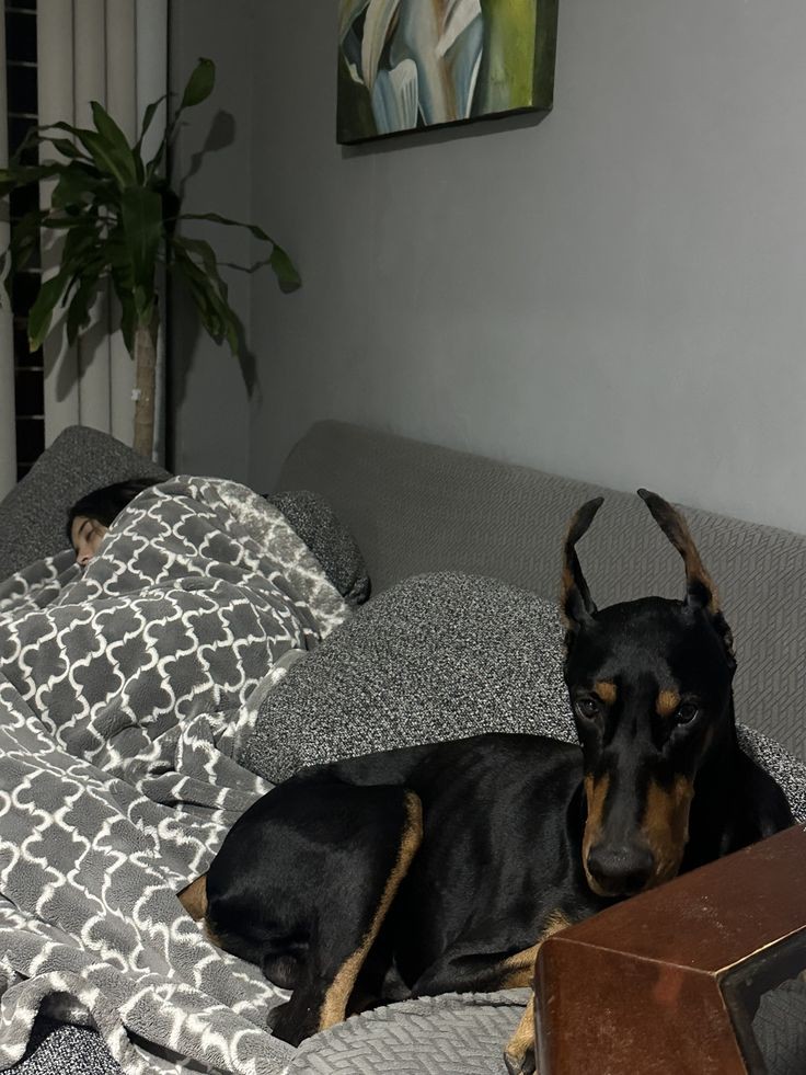 no_username082's tweet photo. https://t.co/SRafRo8JLG
I want a dog to fuck me till I'm pregnant with a whole litter, and when they grow up I want them all to take turns raping my cunt 🤤🐾❤️ 

#dogmom #zoophillia  #beastiality #kinky #dogknot  #zoophile  
Explore the art of zoo ✨️ 
https://t.co/Yl2B8xeDfG https://t.co/F4tO5ZOFPb
