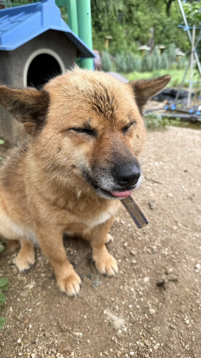 mangXuH's tweet photo. 너무너무 귀여운 칭구들🐈🐕 https://t.co/953NtFgJul