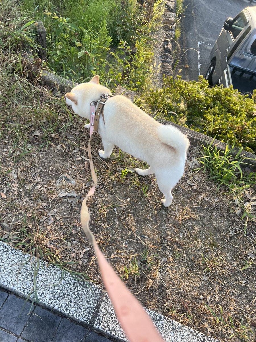 ls7x7MtMne16aRm's tweet photo. 5:50にどこからともなくイツメンが集まってくる🐶🐶🐶

そして6:30にはみんな帰っていく

このリズムで生きてる人昼寝してる？
ワイ昼寝ないと無理なんだが← https://t.co/INmOCdTFAm