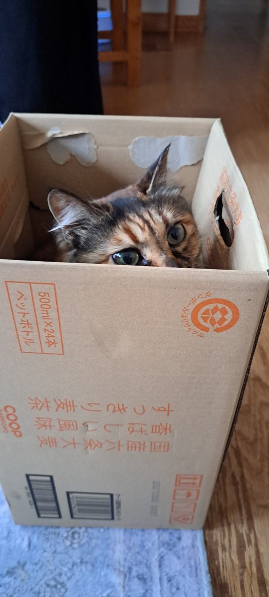modamedakamo's tweet photo. とりあえず入る
おはよーです🐱 https://t.co/SOAOXY7YyN