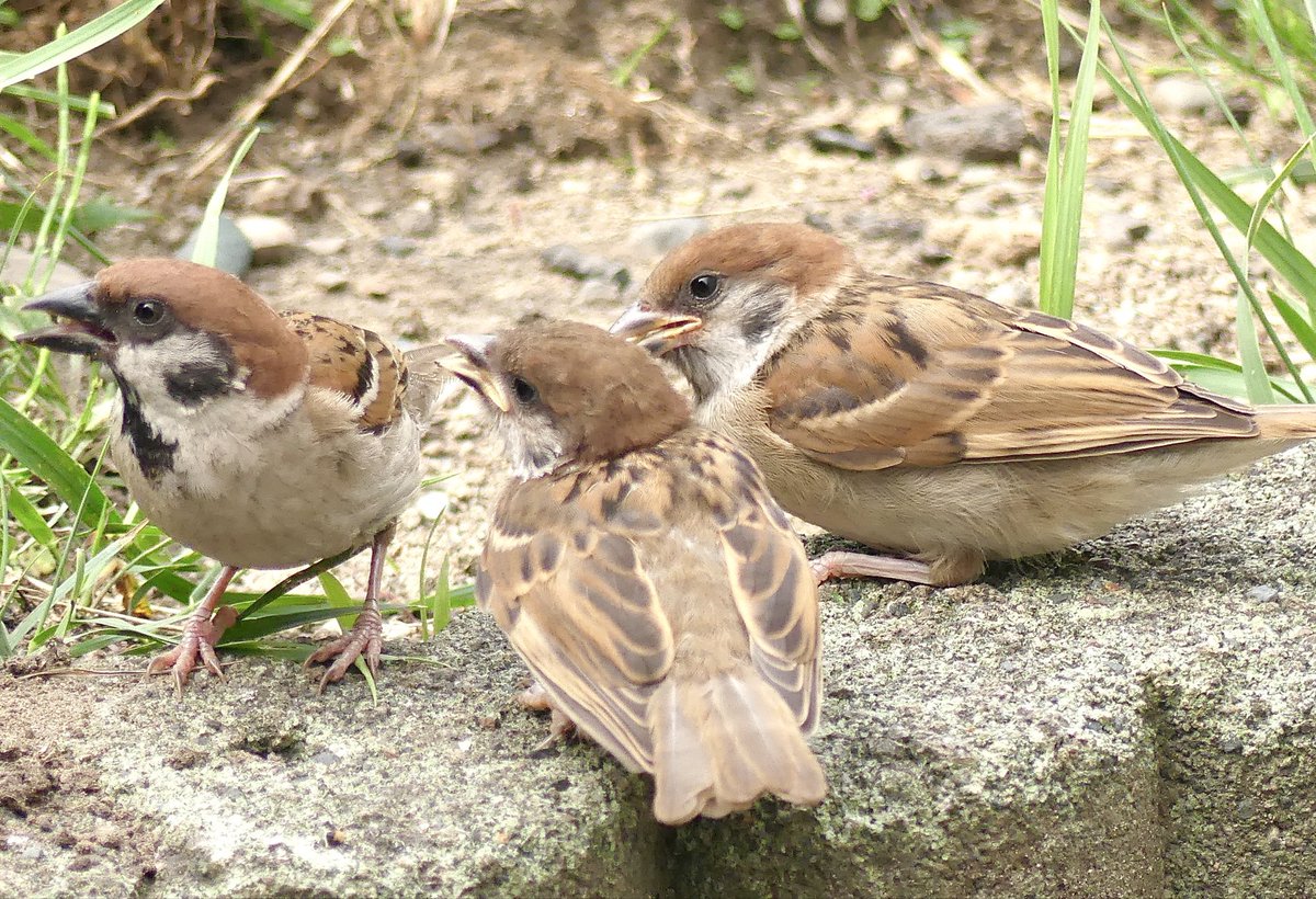 ふっくら雀 tweet media
