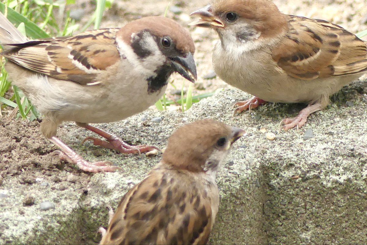 ふっくら雀 tweet media