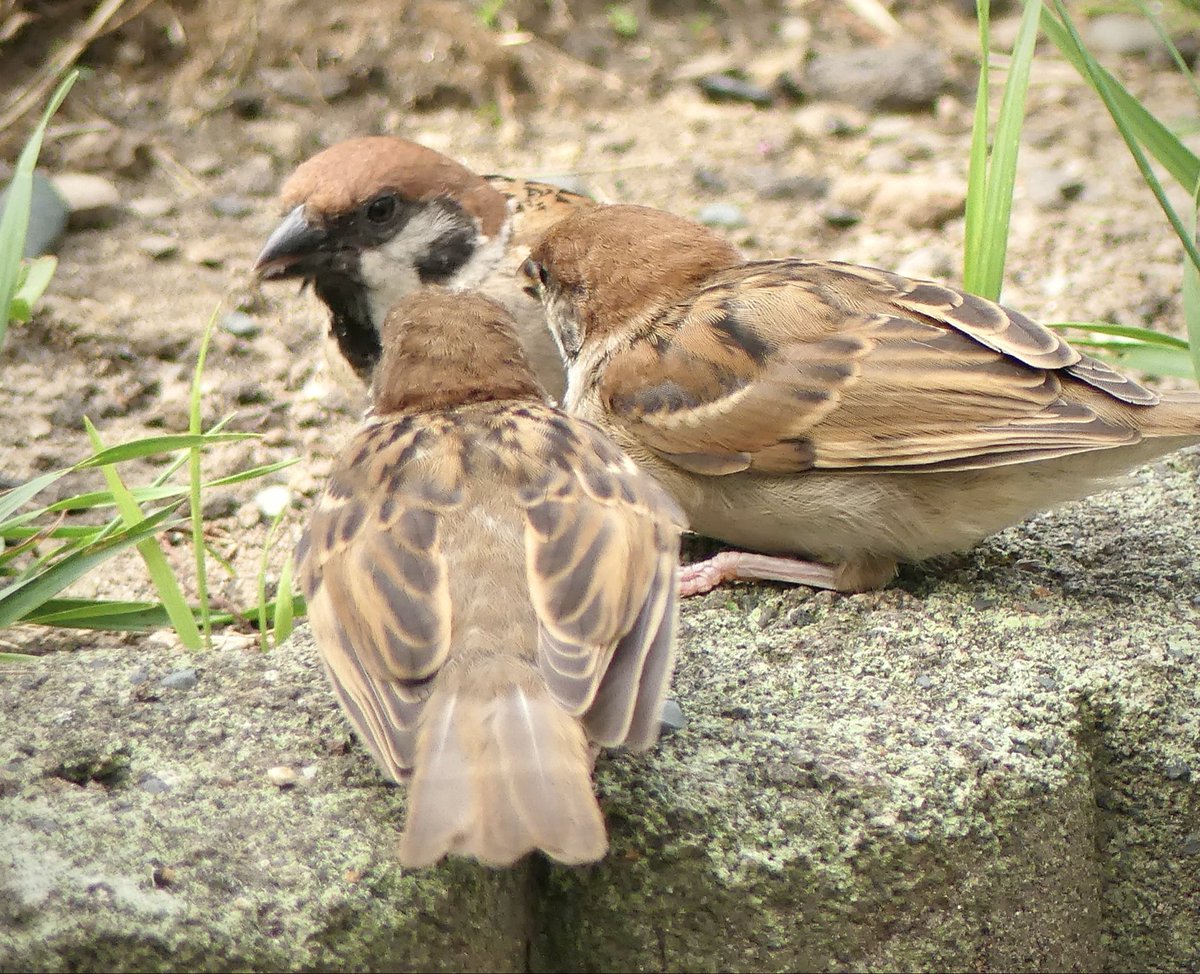 ふっくら雀 tweet media