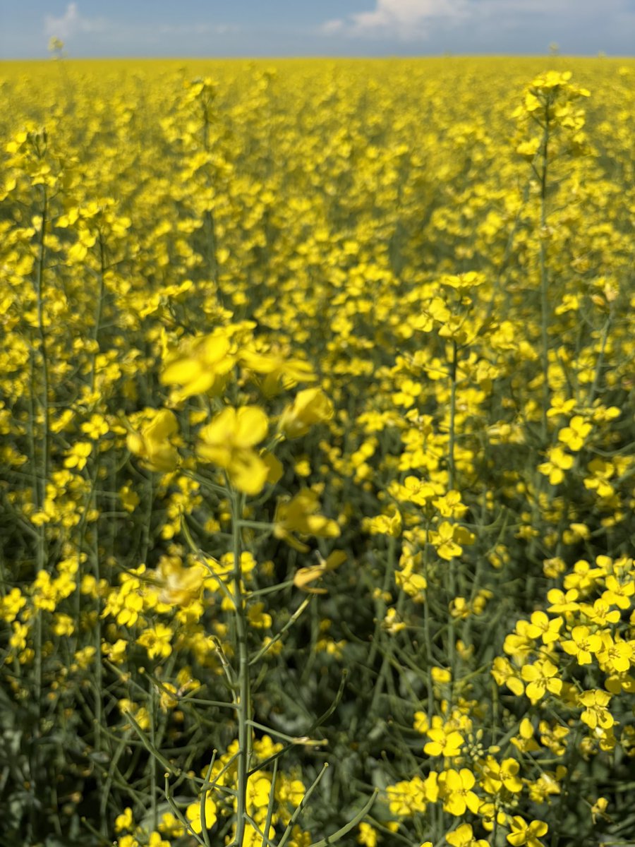 guykeeler's tweet photo. Many (most?) farmers we work with push applied fertility to allow highest yield potential. It means heavy N rates. Since 2021 off and on dry with lower yields - rates overshoot actual yield. @Western_Ag can recover pent up fertility - building applied N rates around soil supply. https://t.co/dg2DaGYDLd