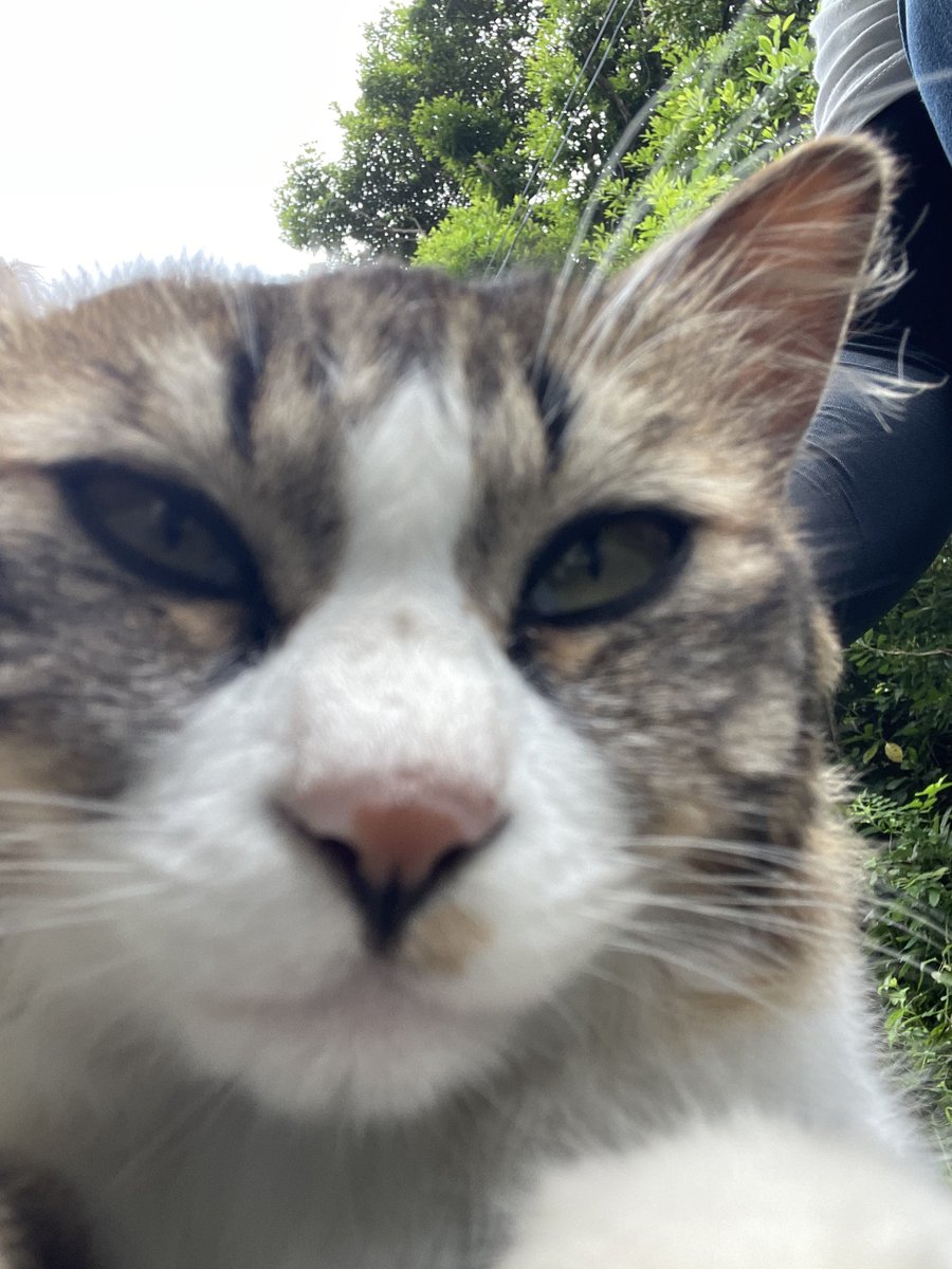 _mayu_P_'s tweet photo. 猫多い https://t.co/O3HoGIZtlN