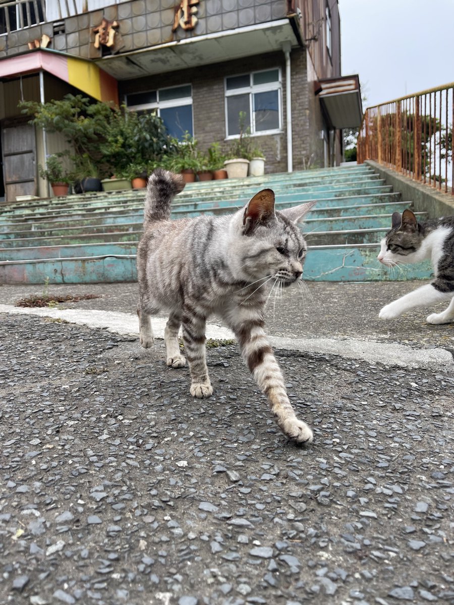 _mayu_P_'s tweet photo. 猫多い https://t.co/O3HoGIZtlN