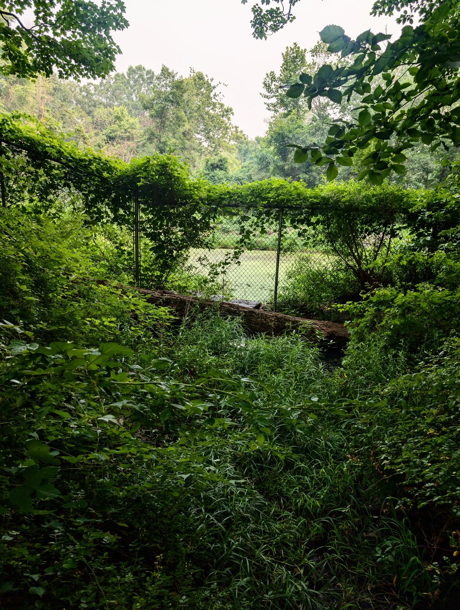 exciana's tweet photo. Been really into finding little surprise forest paths in the middle of nowhere lately. https://t.co/8IA8u6bVkm