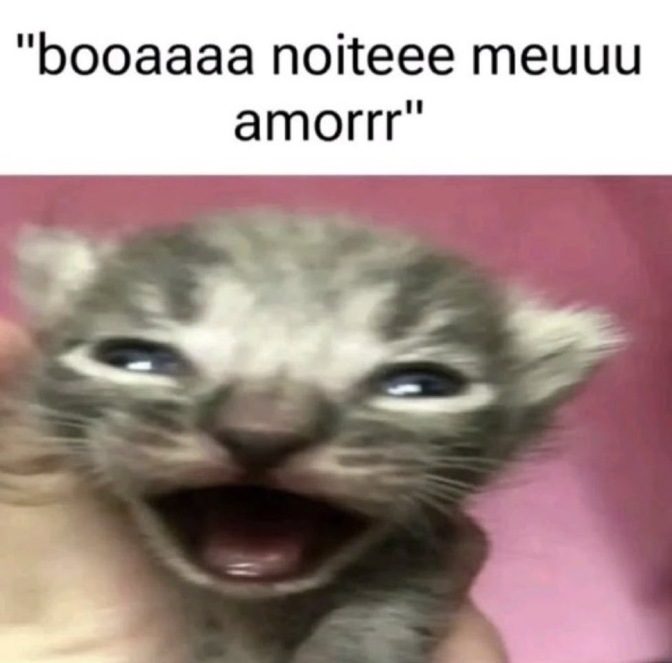 gatos fazendo gatices tweet media