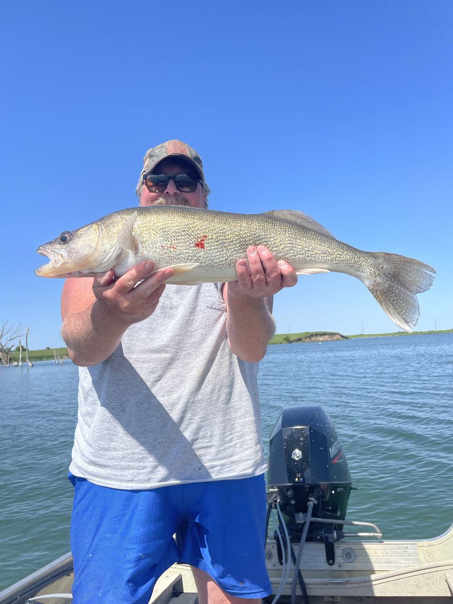 Walleye10 tweet media