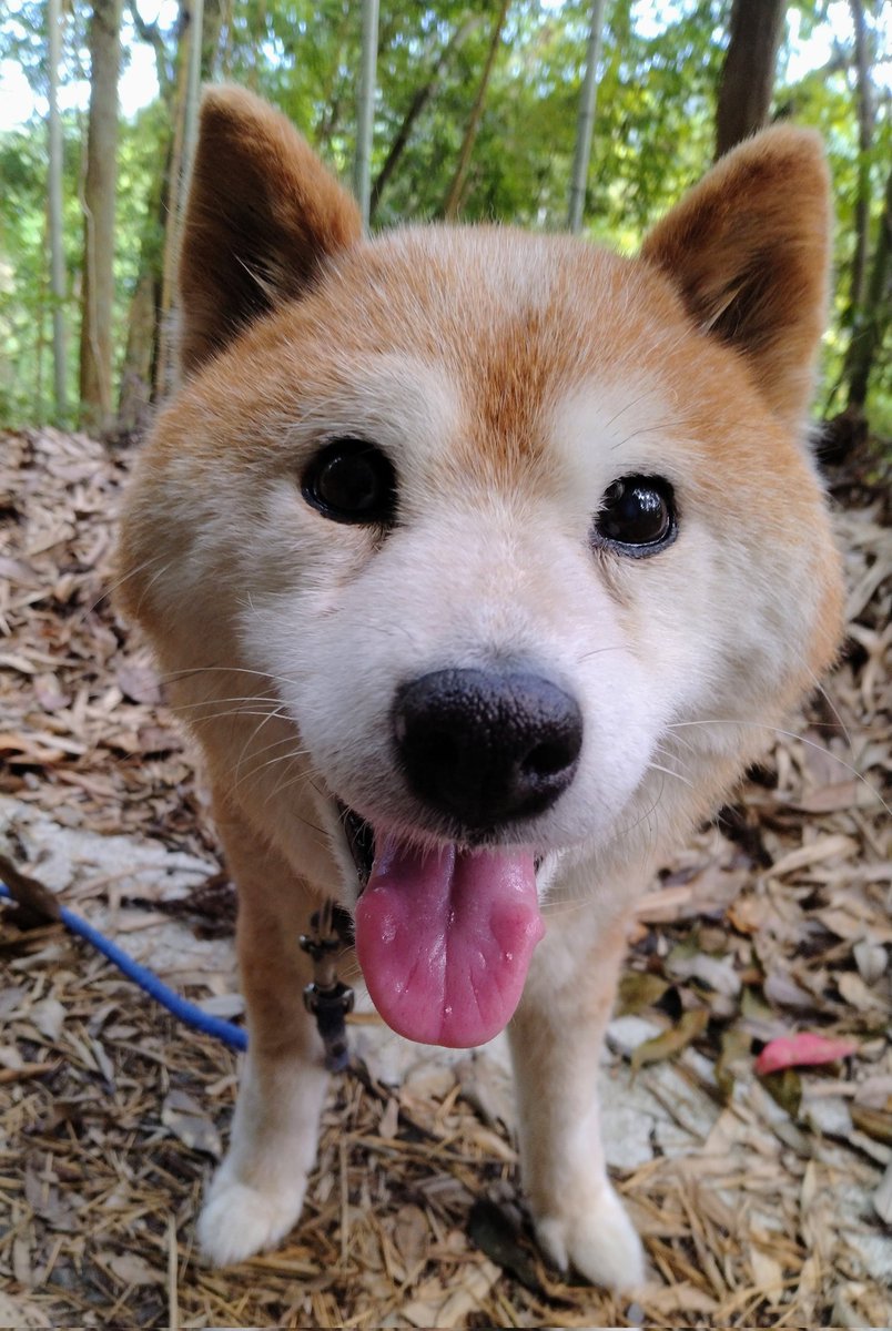 inuikaryan's tweet photo. おはようございます😄
#柴犬 https://t.co/qVOrRfZ7KR