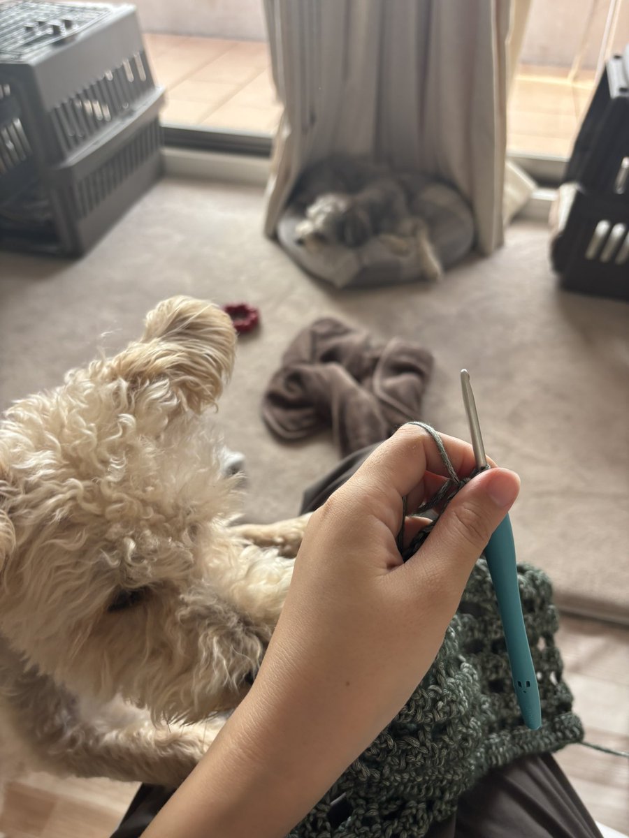 m___i___id's tweet photo. 5時起き暮らしだからもう既に家のこと全部終わって編み物しながら犬見守りつつスーパーの開店時間を待っている週末🧶🐶 https://t.co/hH5kIy1sCS