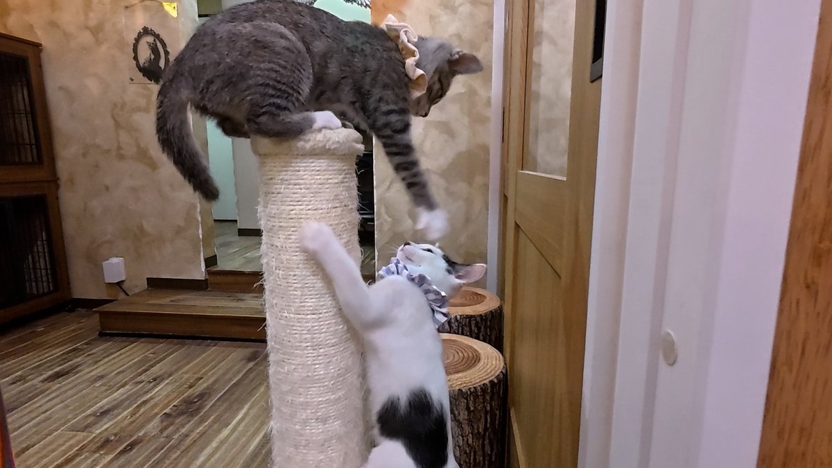 horiman2993's tweet photo. https://t.co/8jW0kMLQHd
保護猫カフェウリエルには生後2か月の子猫が4匹いました
おもちゃを見せると全力で遊ぶのでハプニング続出
可愛い子猫達の運動会に悶絶してしまいました
＃保護猫　＃猫カフェ　＃子猫　＃運動会　＃ハプニング　＃カフェウリエル　＃梅田 https://t.co/1NsdfZymCM