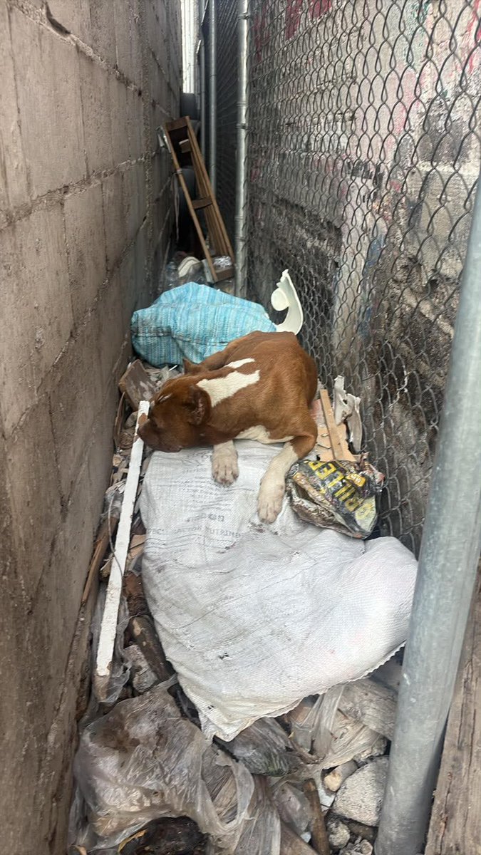 Alina_Gag's tweet photo. Esta perrita es muy viejita y vive en la calle. Se hartaron de ella y la tiraron 💔

La pasa muy mal con las lluvias. Es muy noble y no requiere mucho. Solo un lugar donde resguardarse, comida y agua. No tiene tanta energía, no necesita muchos paseos. También necesita cariño ❤️‍🩹 https://t.co/GtpkoxcZwb