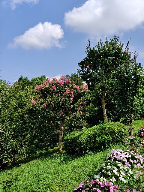 jn0219's tweet photo. もう夏休みやもんな。サルスベリも咲くよ。
#宇治市植物公園 https://t.co/krV7xbVje5