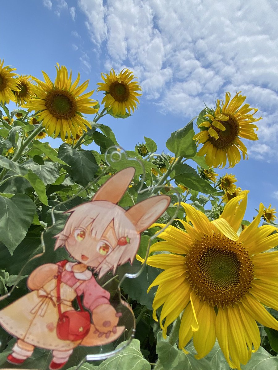 wannkomomizi's tweet photo. 過去の写真だけど、他の方の向日葵写真を見かけたのでぺたり🐰🌻

毎年なんだかんだで見にいくけど、やっぱりこの大きさには何か元気をもらえる
🐰んな♪ https://t.co/mxuT7scYDE