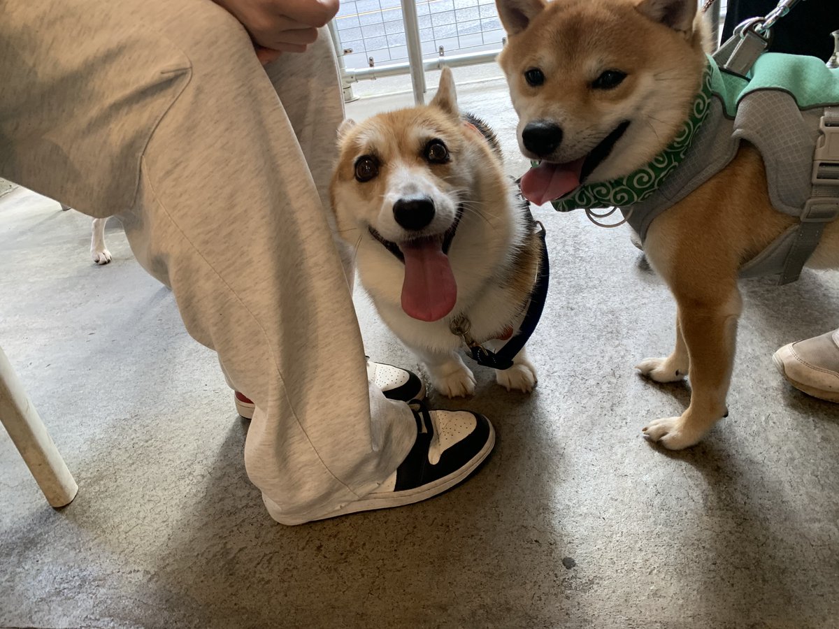 豆柴豆吉🐾1歳 (@mamekichi0620) / Posts / X