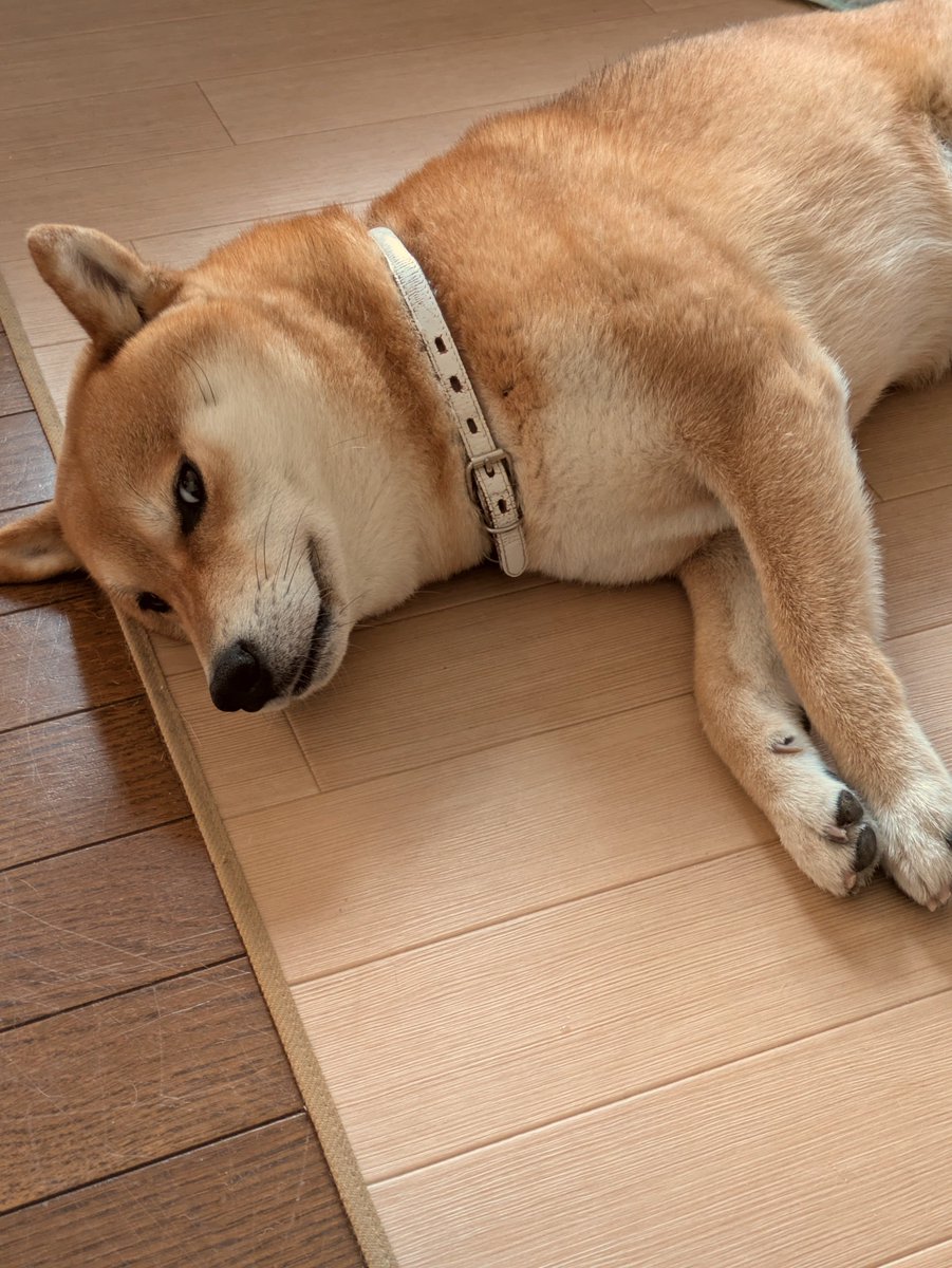 megakumadori's tweet photo. 犬は洗われます。 https://t.co/iWhRRZMzzb