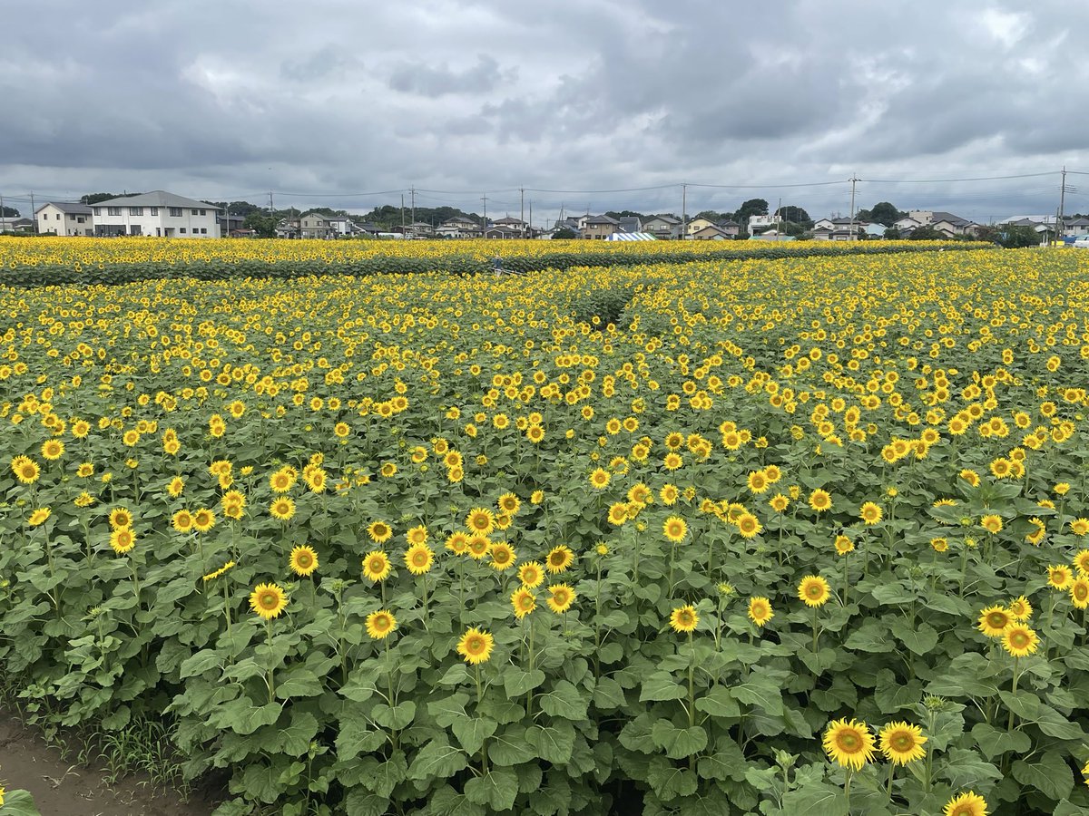 town_nogi's tweet photo. ／ 
ひまフェスに来たらここに行こう！①   
「見晴らし台」
＼

櫓に登り、ひまわり畑が一望できます🌻
たくさんのひまわりが揃って太陽を向く光景は圧巻です📷✨

#野木町 #ひまわり #野木のひまわり_2026 https://t.co/0jet7L8G2F