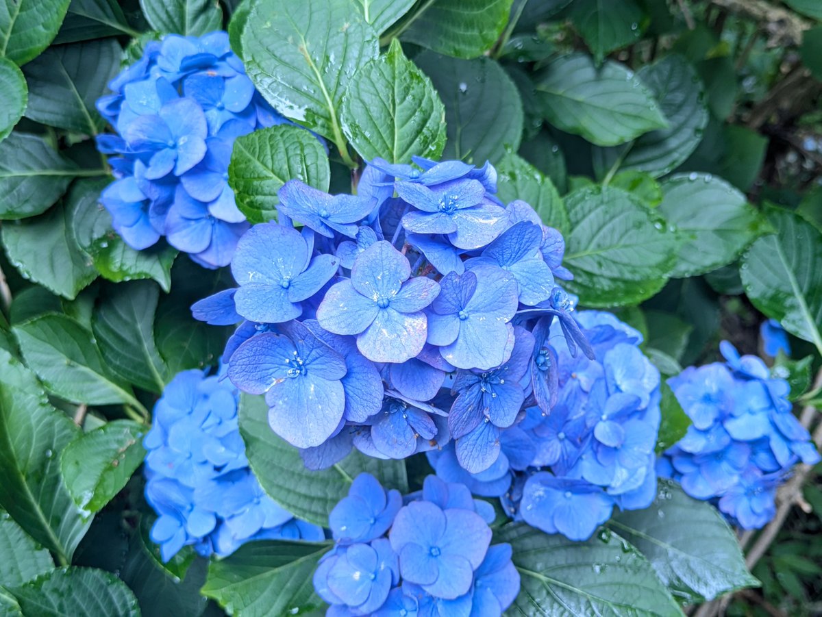 xiaoye0104's tweet photo. あじさい園に来た https://t.co/k8mfwtTkiT
