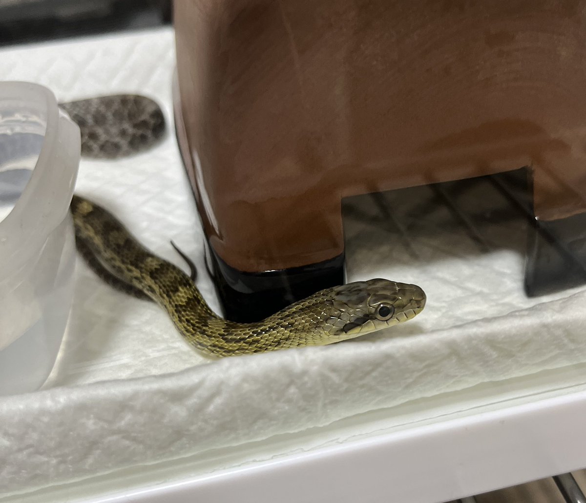 flowingseedtoad's tweet photo. おはよう、可愛い靴紐
最近掃除の時に手を差し出すと登ってきてくれるようになったけど、それは決して慣れたのではなく、その手を足掛かりに逃げるためだよ

これは、ふーんだ、という顔で帰っていくおヘビの横顔 https://t.co/E7wB6DdEZL