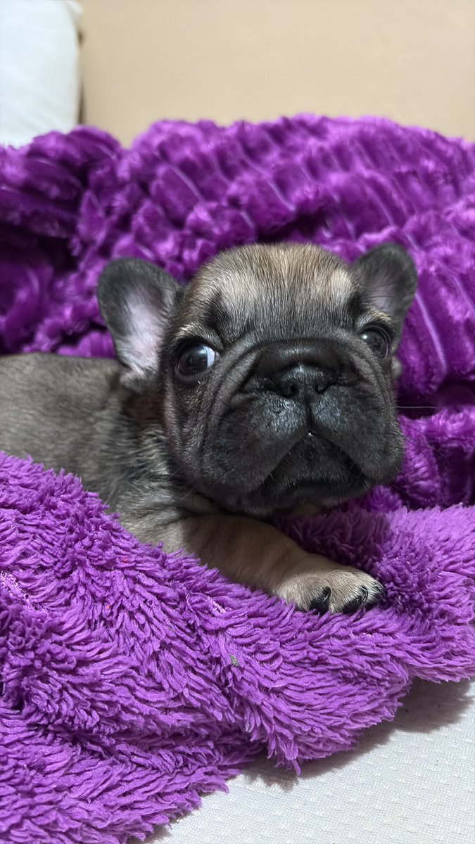 SofHer__'s tweet photo. Miren a mi bebé bonito 🥺❤️ https://t.co/SCygOsnE1O