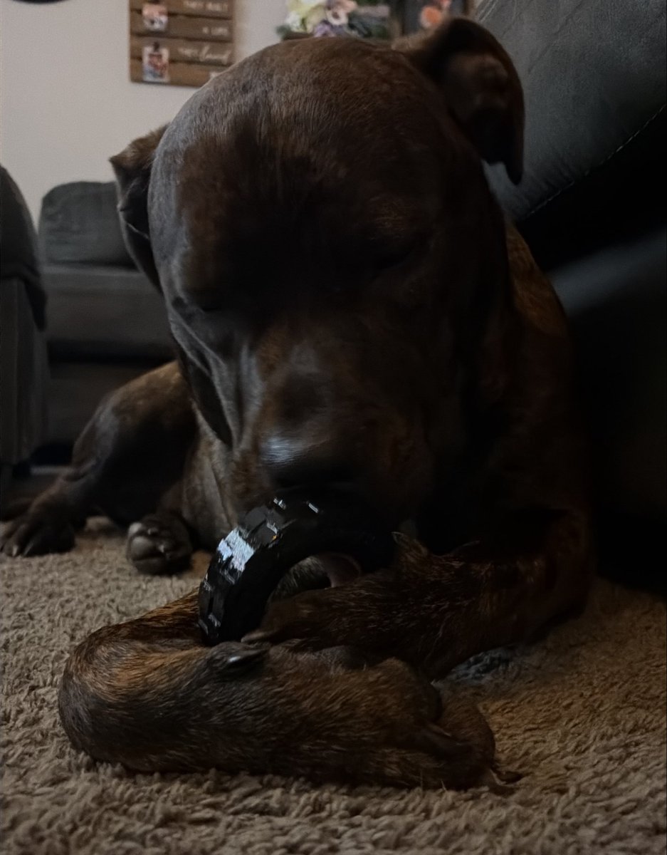 blurryvision45's tweet photo. i survived the party and made it back home to my coop boy.
how was everyone’s day?! https://t.co/h0q8G9lwBy