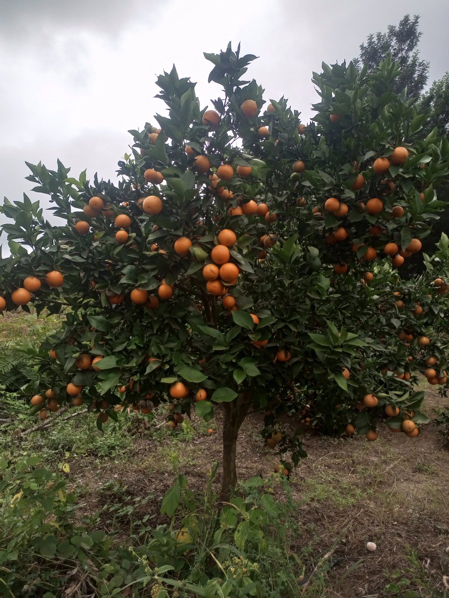 OkKilelo's tweet photo. @Ben_Kitili @kitilifarms Hi @Ben_Kitili I can do for you the grafting .. that's what we farm.. I'm already worried about spacing... Hit me up I can assist https://t.co/hLZCQJHLF7
